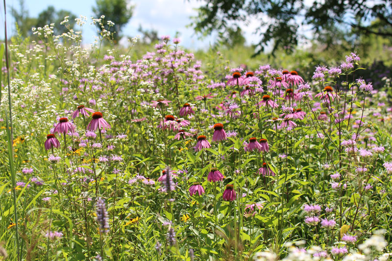 toadshade wildflower farm