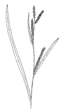  Water Sedge Drawing