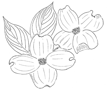 Flowering Dogwood Drawing