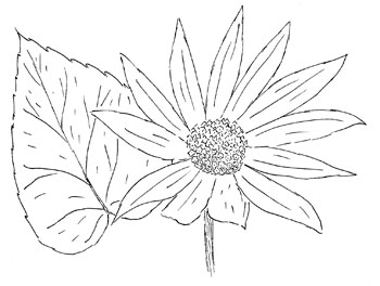 Downy Sunflower Drawing