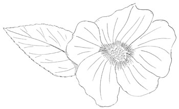 Crimson-eyed Rose-Mallow Drawing