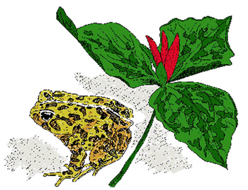 Virgin�s Bower Drawing