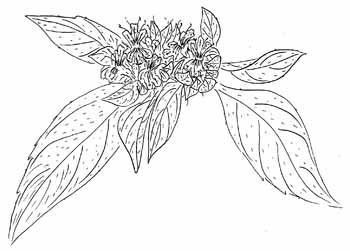 Southern Mountain Mint Drawing