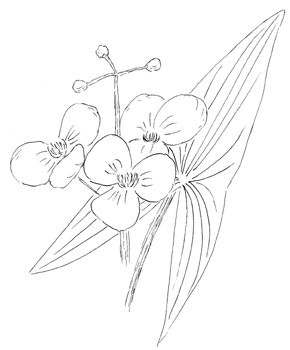 Broad-leaved Arrowhead Drawing