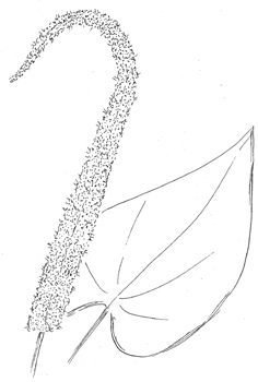 Lizard's Tail Drawing