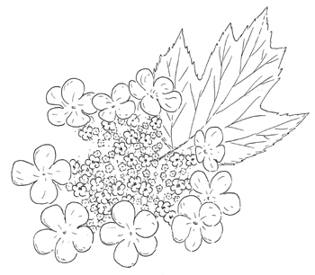 American Cranberry Bush Viburnum Drawing