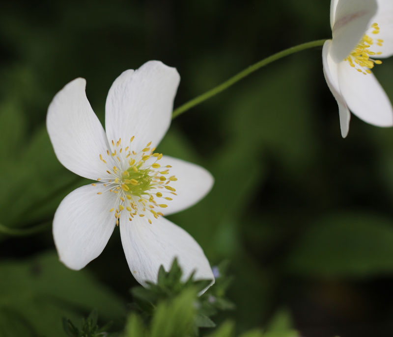 Canadian Anemone Picture