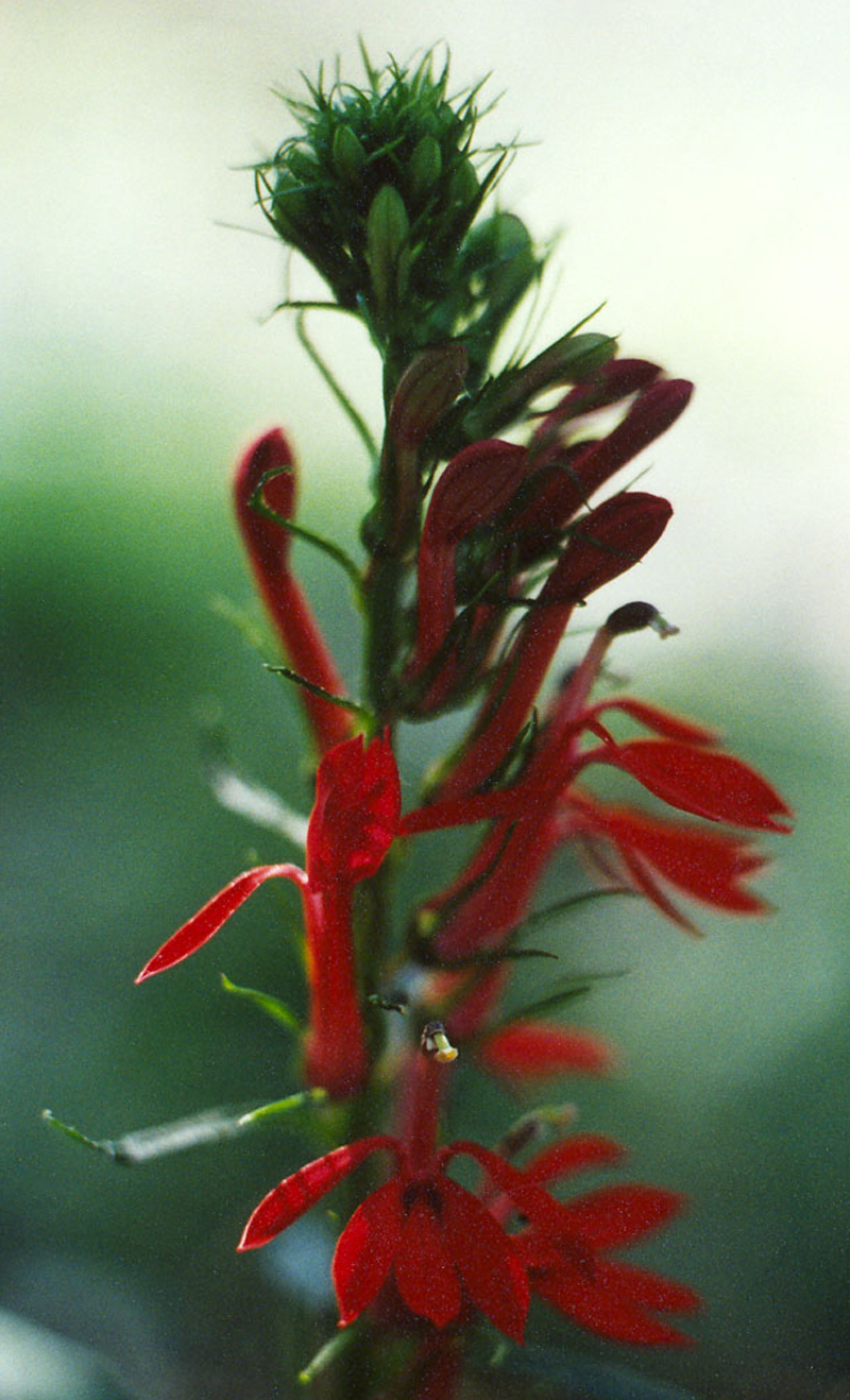 Cardinal Flower Picture