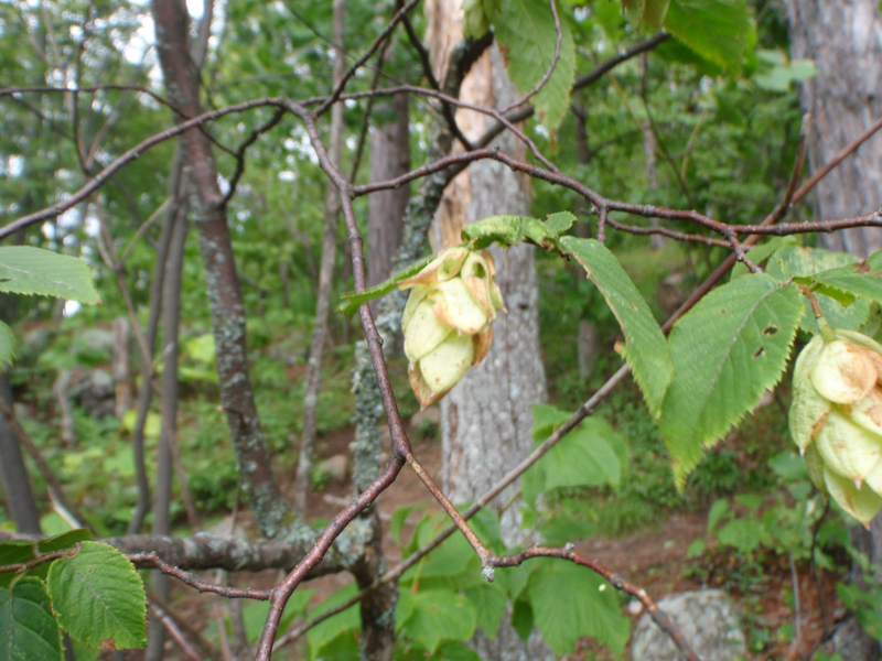 Hop Hornbeam Picture