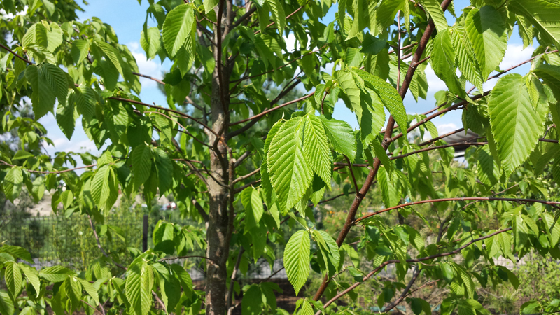 Hop Hornbeam Picture