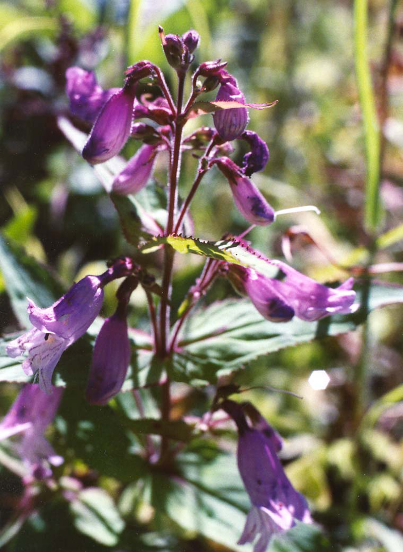 Small's Beardtongue  Picture
