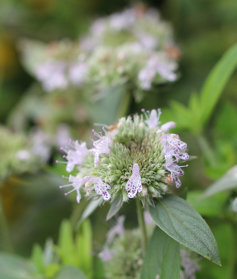 Southern Mountain Mint Picture