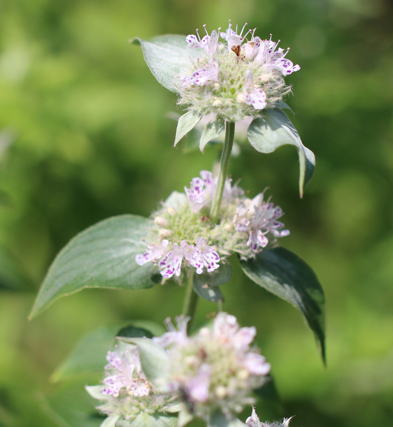 Hairy Mountainmint Picture