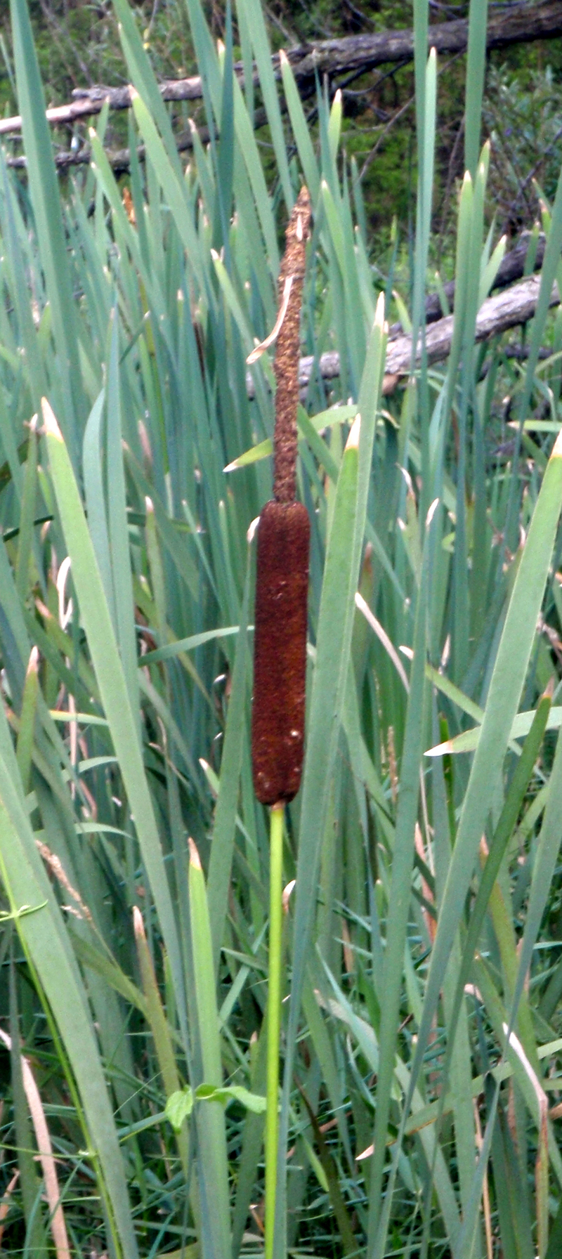 Common Cattail Picture