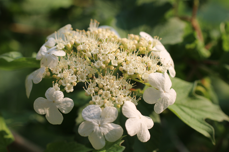 American Cranberry Bush Viburnum Picture