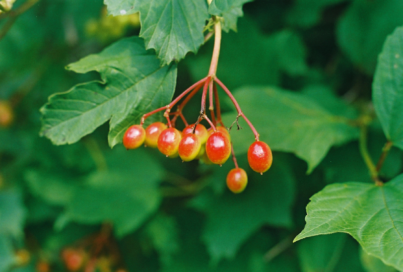 American Cranberry Bush Viburnum Picture