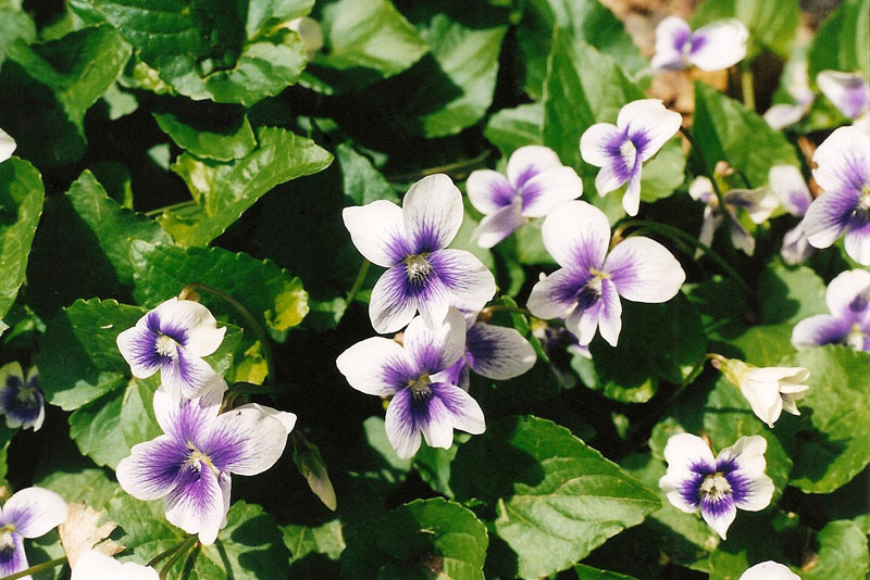 Confederate Violet Picture