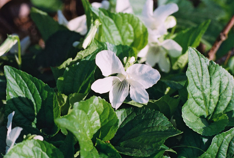 Striped Cream Violet Picture