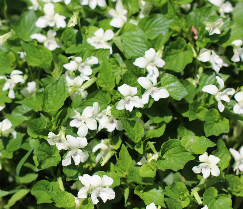 Striped Cream Violet Picture