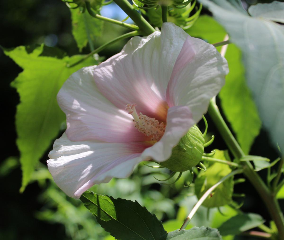 Toadshade Wildflower Farm Plant List