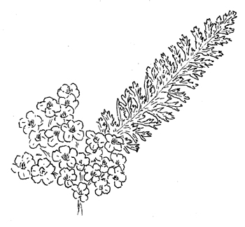 Common Yarrow Drawing