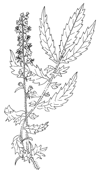 Many-flowered Agrimony  Drawing