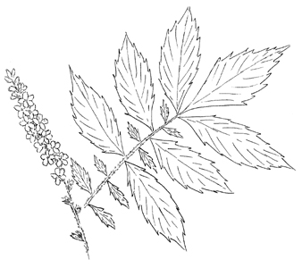 Woodland Agrimony Drawing