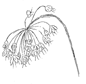 Nodding Onion Drawing