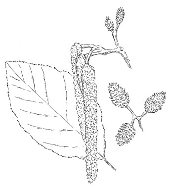 Hazel Alder Drawing