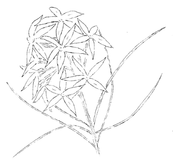 Arkansas Amsonia Drawing