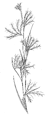 Broomsedge Bluestem Drawing