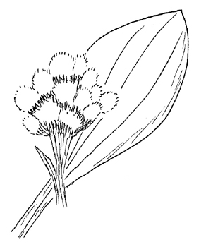 Plantain-Leaved Pussytoes Drawing