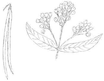 Common Dogbane Drawing
