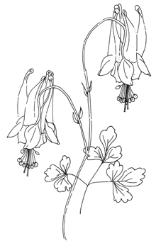 Golden Eastern Columbine Drawing