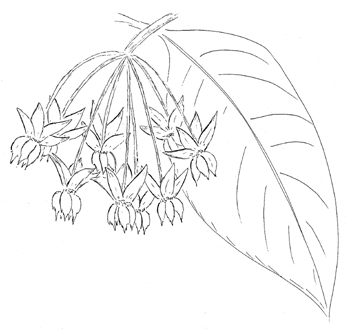 Poke Milkweed Drawing