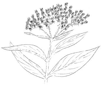 Swamp Milkweed Drawing