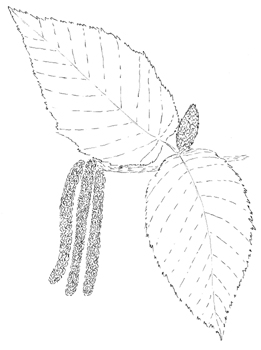 Sweet Birch Drawing