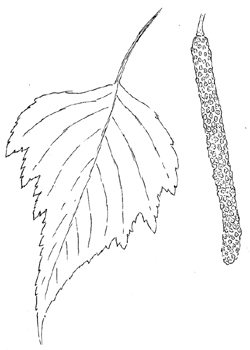 Gray Birch Drawing