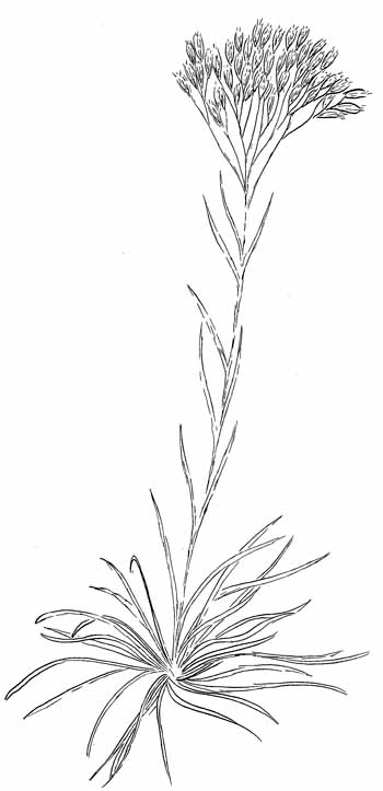 Nuttall's Rayless Goldenrod Drawing