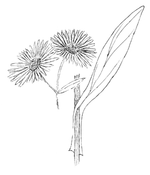 Winged False Aster Drawing