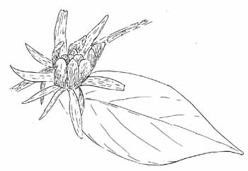 Carolina Allspice Drawing