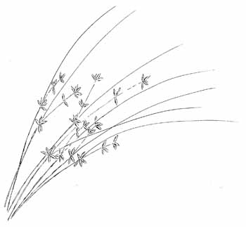 Appalachian Sedge Drawing