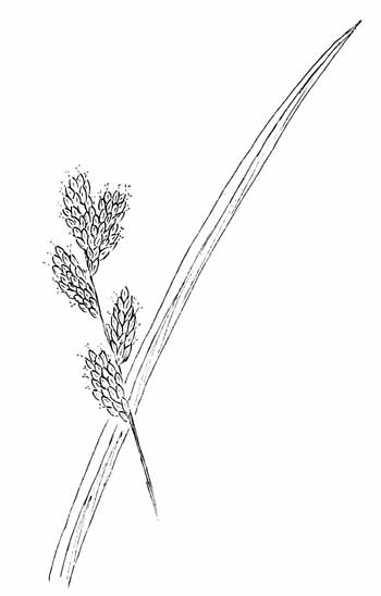 Bicknell's Sedge  Drawing