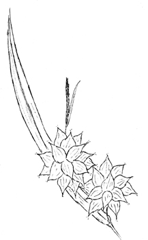 Bur Sedge Drawing