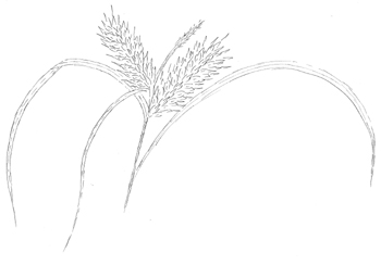 Shallow Sedge Drawing