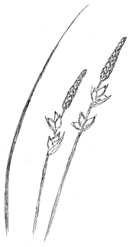 Pennsylvania Sedge Drawing