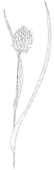 Narrow-leaved Cattail sedge Drawing