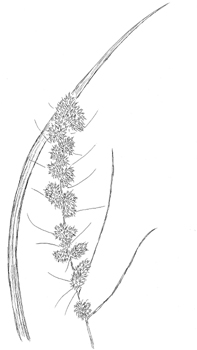 Fox Sedge Drawing