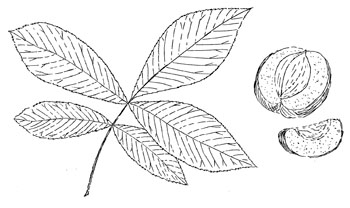 Shagbark Hickory Drawing