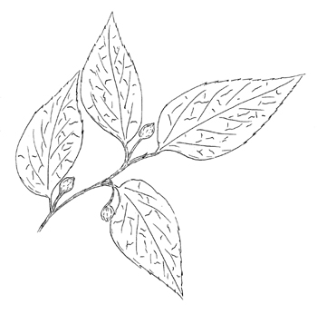 American Hackberry Drawing